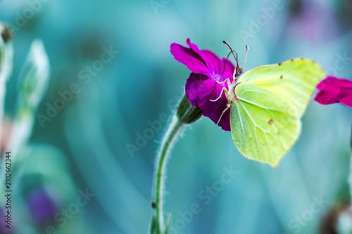 Quadro su tela Brimstone Butterfly Feeding on Vivid Magenta Flower

Description:
Close-up of a yellow brimstone butterfly feeding on a vivid magenta flower against a soft turquoise background