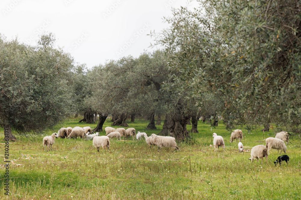 Fototapeta premium Schafe im Olivenhain auf Kreta