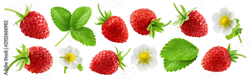 wild Strawberry isolated, full depth of field