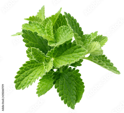 Mint Leaves, spearmint, isolated, full depth of field