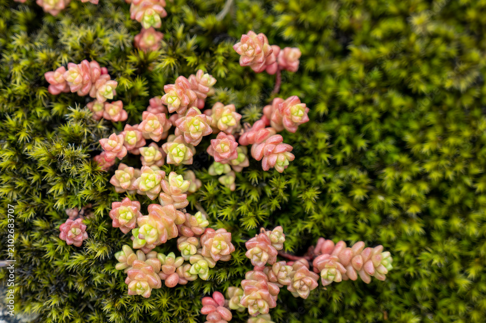 Obraz premium Sedum, a hardy and ornamental succulent plant, biodiversity and natural beauty.