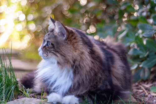 Cuadro en lienzo norwegian forest cat lying in a garden