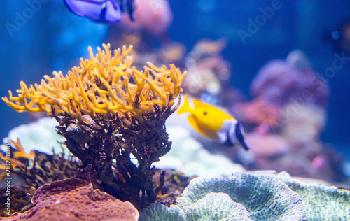 Canvas Print Tropical fish species swimming among coral formations in pristine aquarium environment for educational institutions teaching about marine biodiversity