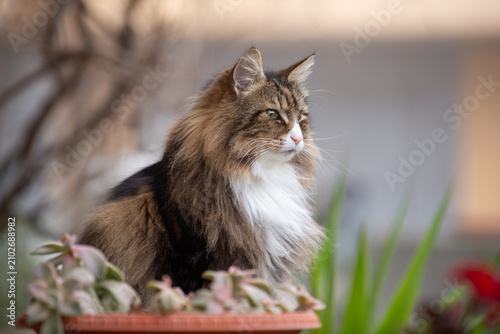 Quadro su tela A beautiful norwegian forest cat male sits near a  plants in a garden