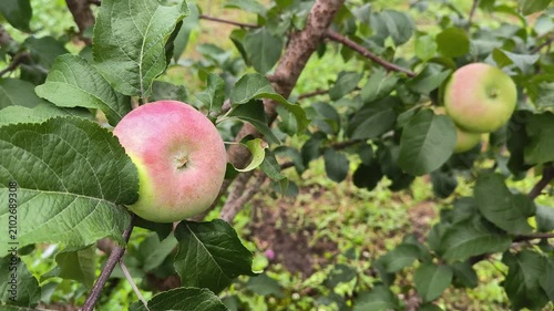 apples on tree