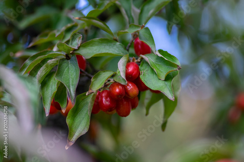 Cornus mas Cornelian Cherry with clusters of ripe red fruits growing on branch with green leaves in autumn garden
