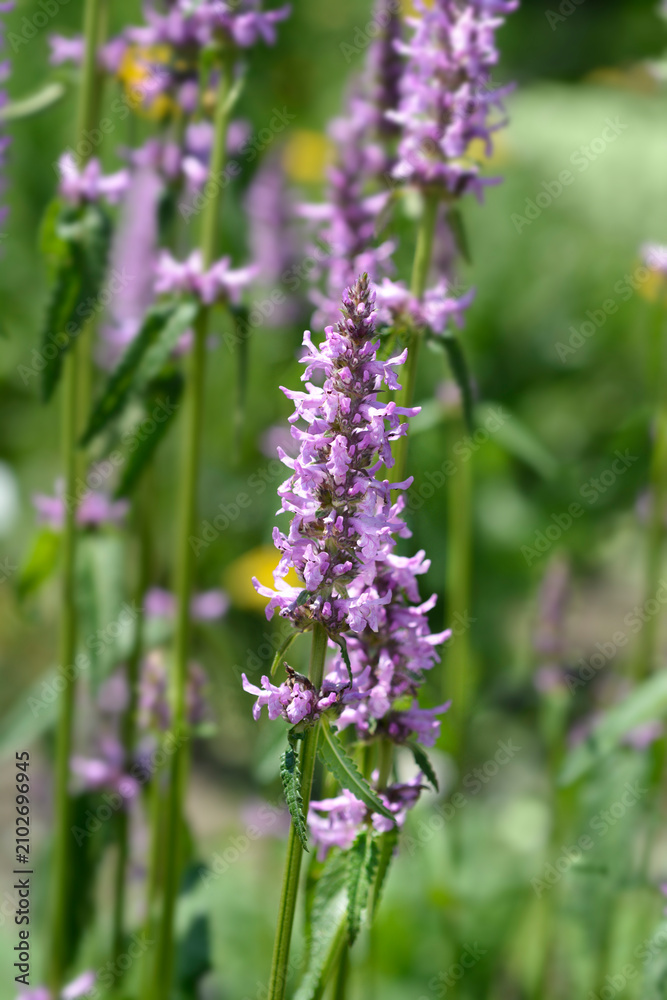Obraz premium Common hedgenettle flowers - Latin name - Stachys officinalis