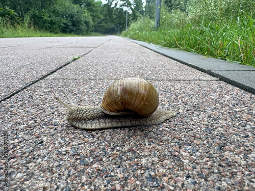 Land snail crawl through on paved path walkway in the park side view close up