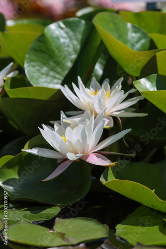 Foto light-colored water lilies in a pond