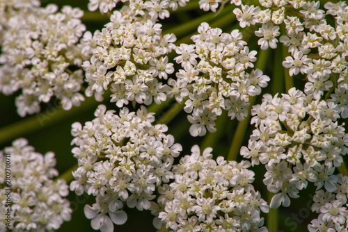 Macro Close-up of Delicate White Cow Parsley Flowers