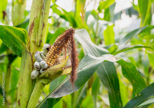 Photos Close-up of corn smut (Ustilago maydis) fungal galls growing on a maize ear in an agricultural field