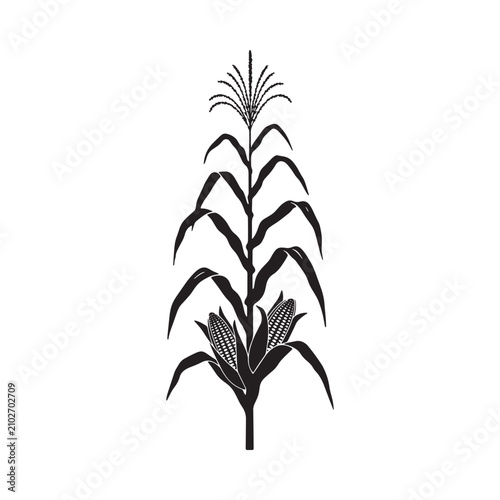 Foto Corn stalk silhouette against a white background botanical illustration