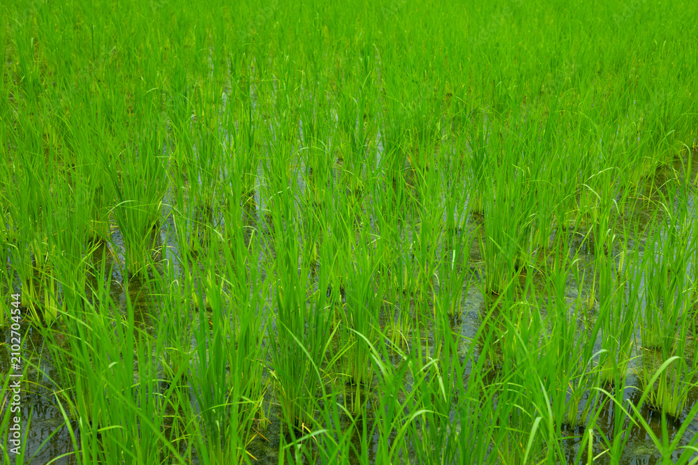 Obraz premium Young green rice plants growing in a flooded paddy field, representing sustainable agriculture, organic farming, healthy crops, natural cultivation, food production, and rural landscape.