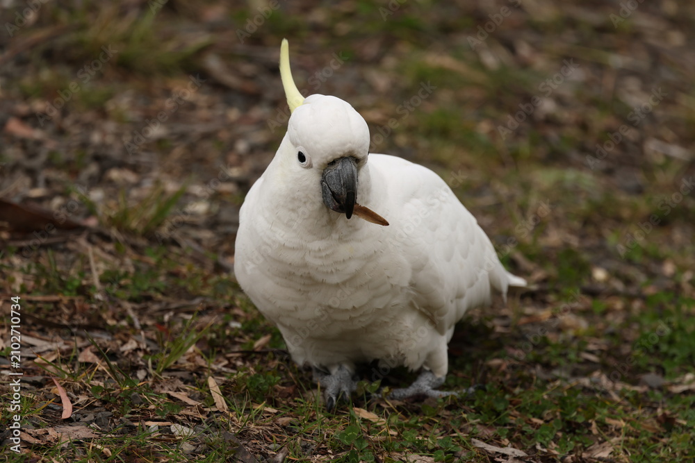 Fototapeta premium Sulphur-Crested Cockatoo Foraging on Ground in Blue Mountains