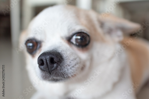 Close-up Portrait of a Small Chihuahua Dog