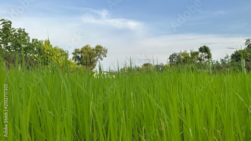 Green background, Green grass, Closeup green, Green leaf.