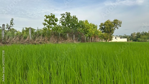 Green background, Green grass, Closeup green, Green leaf.