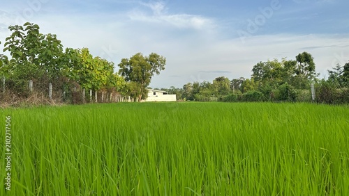 Green background, Green grass, Closeup green, Green leaf.