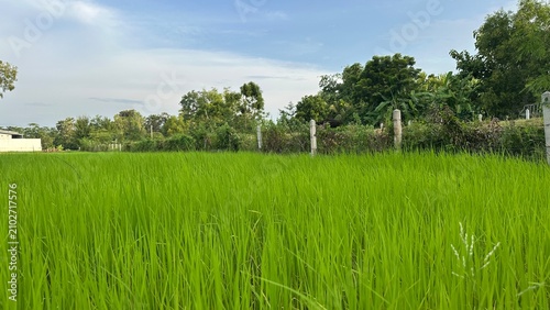 Green background, Green grass, Closeup green, Green leaf.