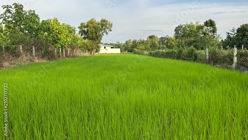 Green background, Green grass, Closeup green, Green leaf.