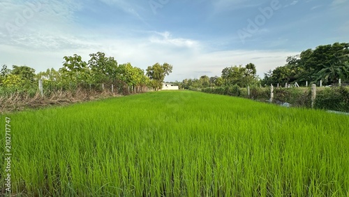 Green background, Green grass, Closeup green, Green leaf.