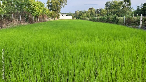 Green background, Green grass, Closeup green, Green leaf.