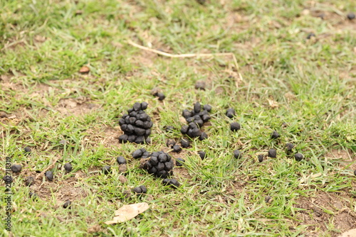Fotografía Close Up View of Animal Droppings on Green Grass Field
