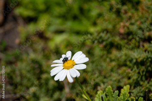Cuadro en lienzo Wilde Blume mit Fliege auf Madeira