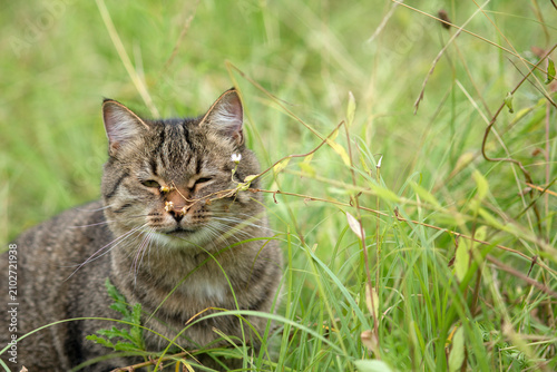 Brown tabby cat relaxing peacefully in tall summer grass