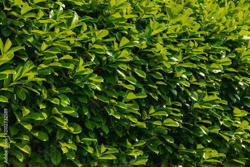 the garden, Carolina laurelcherry or Carolina cherry laurel is a small evergreen flowering tree, Natural greenery pattern background.
