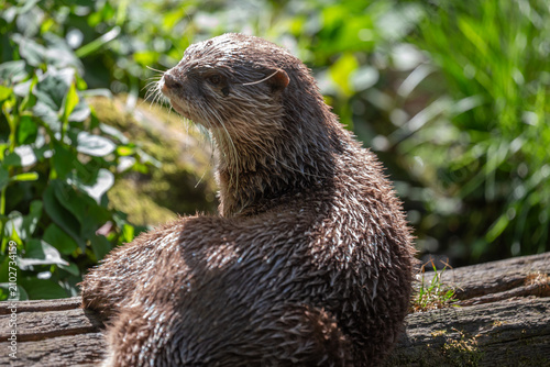 Wet Asian small-clawed otter looking alert on a log in wild habitat
