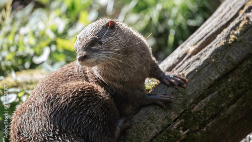 Full profile of an Asian small-clawed otter on a diagonal log in the sun