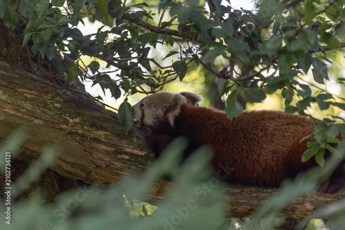Red panda sleeping peacefully on a thick tree branch in a forest
