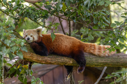 Close up of a fluffy red panda lying on a tree branch