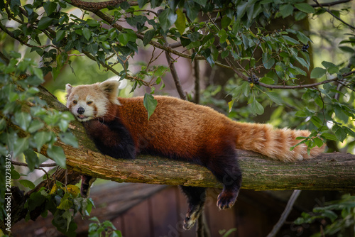 Red panda resting on a green leafy branch looking directly at the camera
