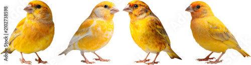 Four Cute Yellow and Blue Baby Birds Isolated on White Background with Fluffy Feathers Spring Easter Theme and Adorable Cartoon Style Illustration