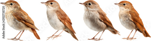 Two Brown Sparrow Birds Isolated on White Background with Detailed Feathers and Wildlife Portrait Composition