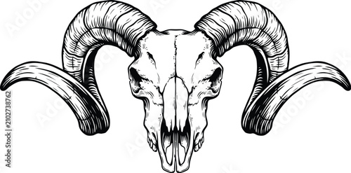Ram skull illustration vintage engraving style with large curved horns