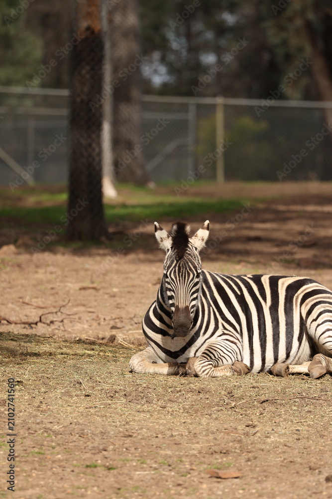Obraz premium Plains Zebra Resting on Ground in Open Zoo Enclosure