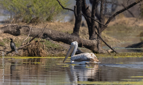 Dalmatian pelican (Pelecanus crispus) floating in river during the winter migration in the forest.