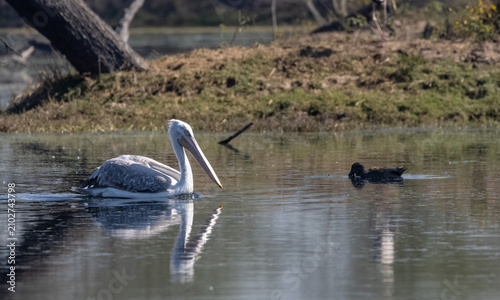 Dalmatian pelican (Pelecanus crispus) floating in river during the winter migration in the forest.