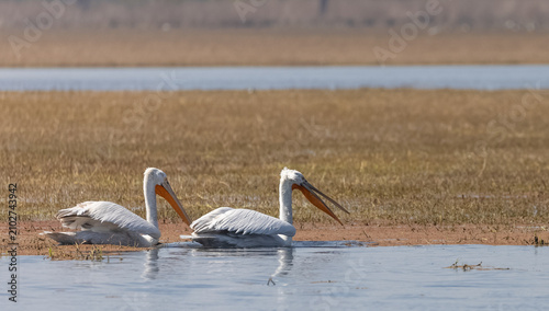 Dalmatian pelican (Pelecanus crispus) floating in river during the winter migration in the forest.