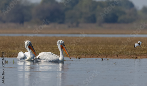 Dalmatian pelican (Pelecanus crispus) floating in river during the winter migration in the forest.