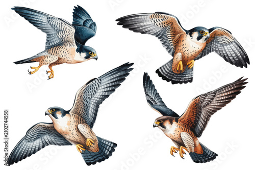 Schilderij op canvas set of watercolor Peregrine Falcon flying vector illustration isolated on white
