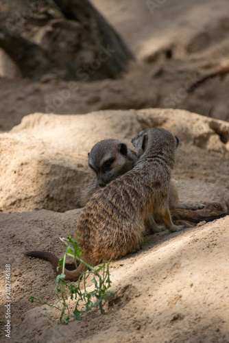 Obraz na płótnie Close up of a sitting Meerkat
