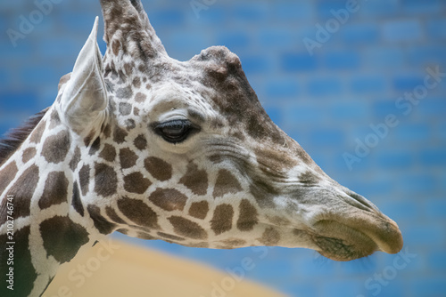 Photography A close up of a giraffe