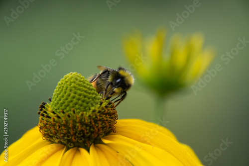 Close up of a bee pollinating