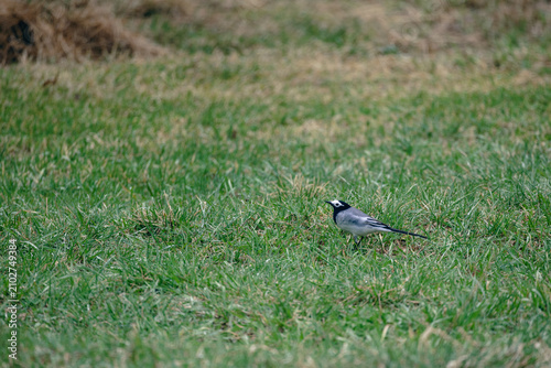 White wagtail running across a green lawn in spring daylight