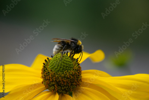 Close up of a bee pollinating