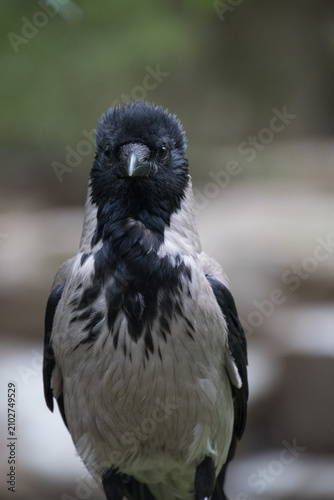 Close up of a Hooded Crow